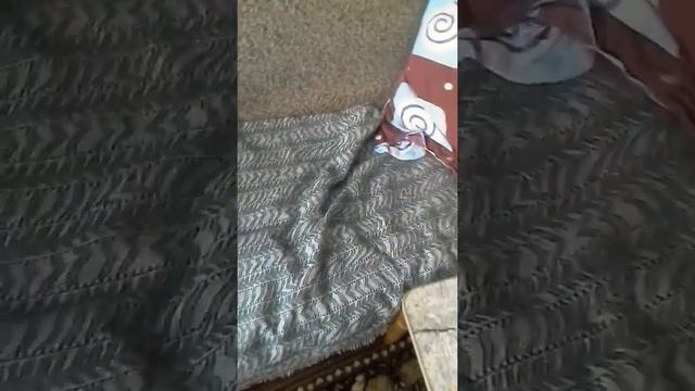 Наказал медведя тима