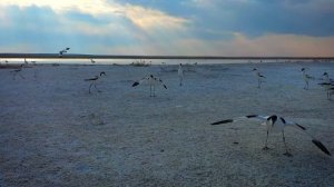 ДАУРСКИЙ ЗАПОВЕДНИК