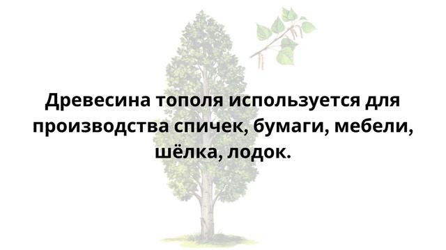 Деревья: Тополь. Карточки Домана. общееразвитие развитиеребёнка