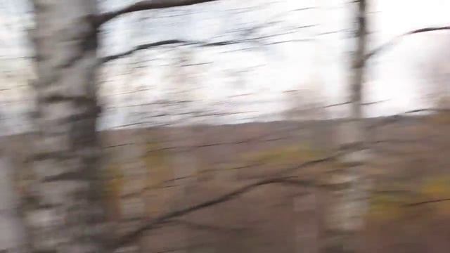 есть ещё дятлы в брянском лесу смотреть онлайн