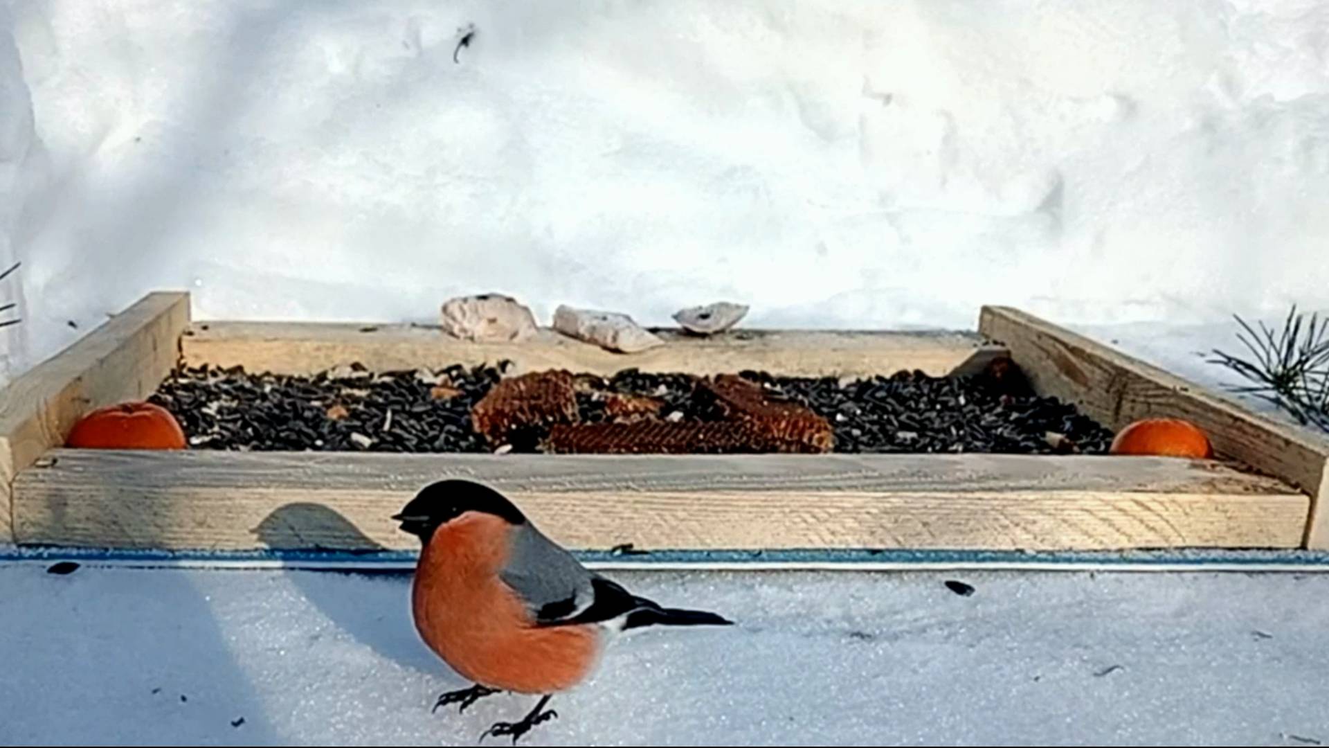 На кормушку прилетели Большаки, Лазоревки и Снегири (23.02.2025 года) смотреть онлайн