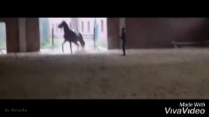 Конный спорт/клип