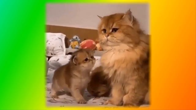 Смешное про животныхСоздай себе хорошее настроение смотреть онлайн