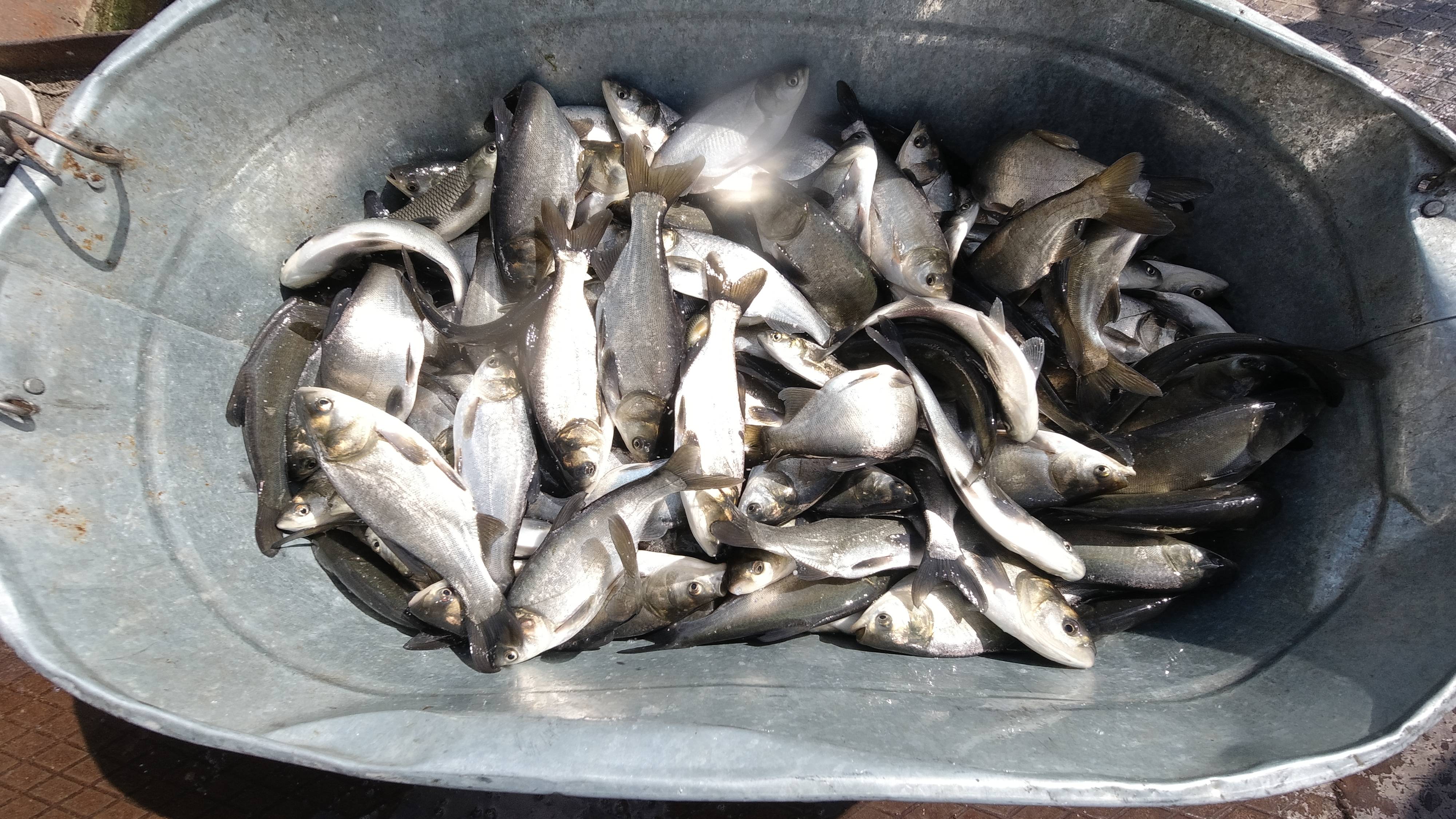 Зарыбление толстолобиком 2025 смотреть онлайн