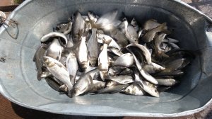 Зарыбление толстолобиком 2025