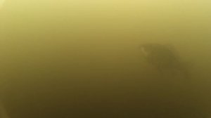 Карась в прудах Покровское-Стрешнево 25.05.2025.