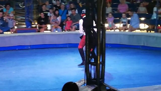 Цирк Шапито Саяногорск! Собаки перепрыгивают препятствия!