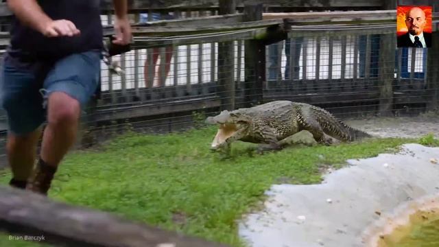 Аллигатор в деле. Удивительнй хищник, которого путают с крокодилом. Аллигатор пр смотреть онлайн