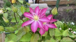 Клематис Асао зацветает 25 мая 2025