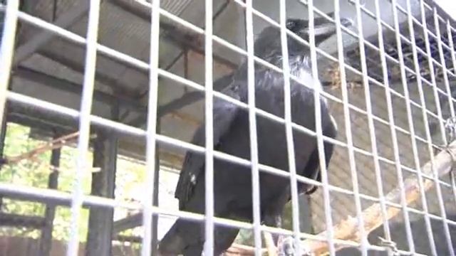 "Країна порад" про незвідані місця Києва смотреть онлайн