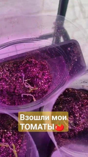 Рассада 2024