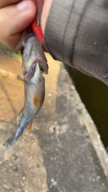 Тестирую новые приманки Minoga Ultra 40mm часть 2. Хороший аналог Larva. смотреть онлайн