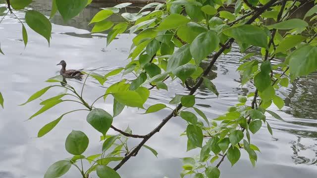 ПТЕНЦЫ вышли на прогулку... смотреть онлайн