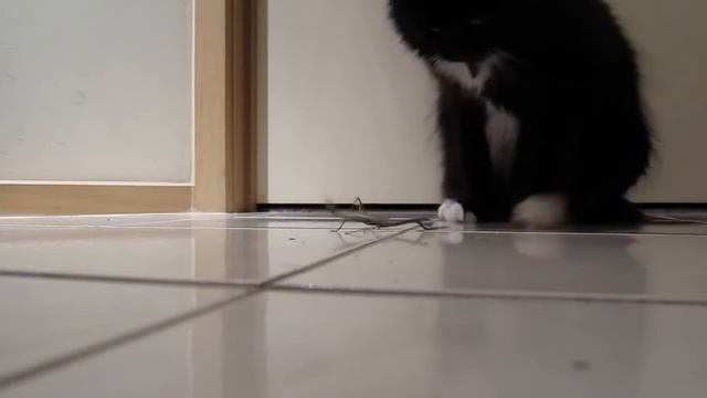 Храбрый кот сражается с богомолом смотреть онлайн