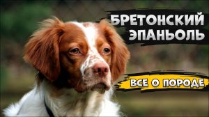 Бретонский эпаньоль - Все о породе собаки | Собака породы бретонский эпаньоль