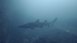 Эти монстры скрываются на глубине океана