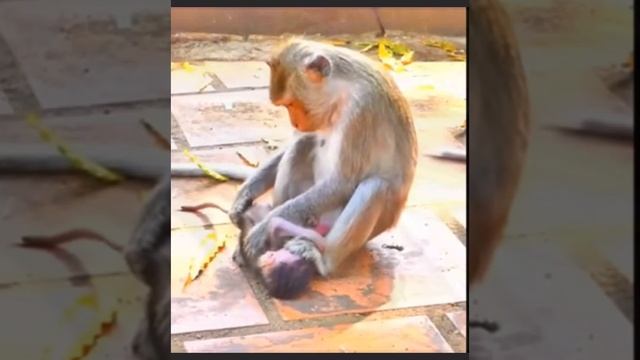 Чем так не угодил Baby monkey своей матери... 1000007926.mp4 смотреть онлайн