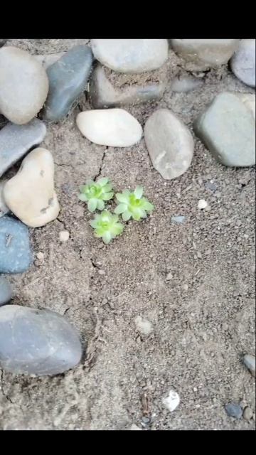 эстетика жизни 🌿 смотреть онлайн