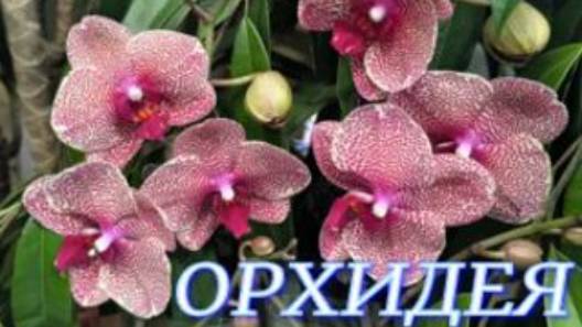 №1082/ ОБЗОР красивых ОРХИДЕЙ в маг. ОРХИДЕЯ смотреть онлайн