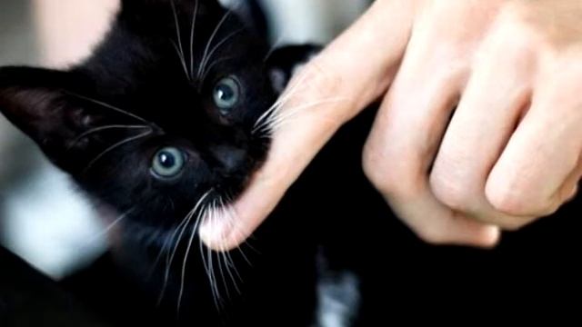 Прикольные фотографии котов и кошек смотреть онлайн