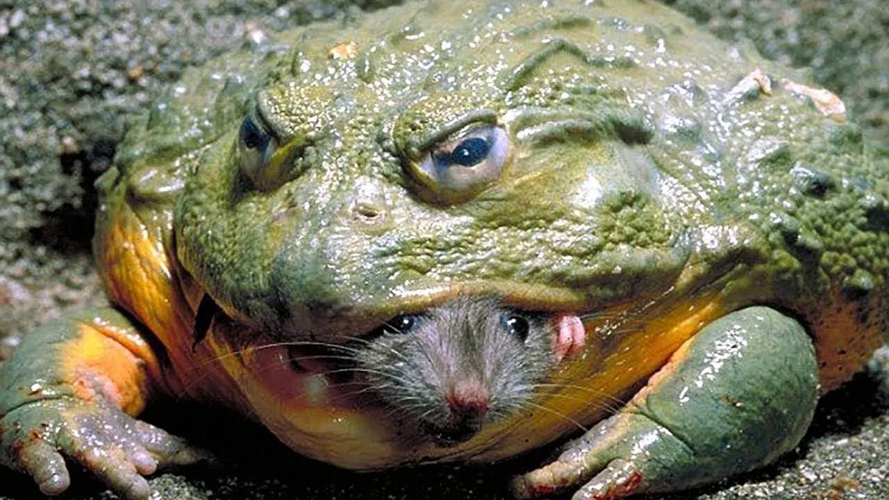 Животные Гиганты... Самые большие существа на планете! смотреть онлайн