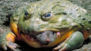 Животные Гиганты... Самые большие существа на планете!