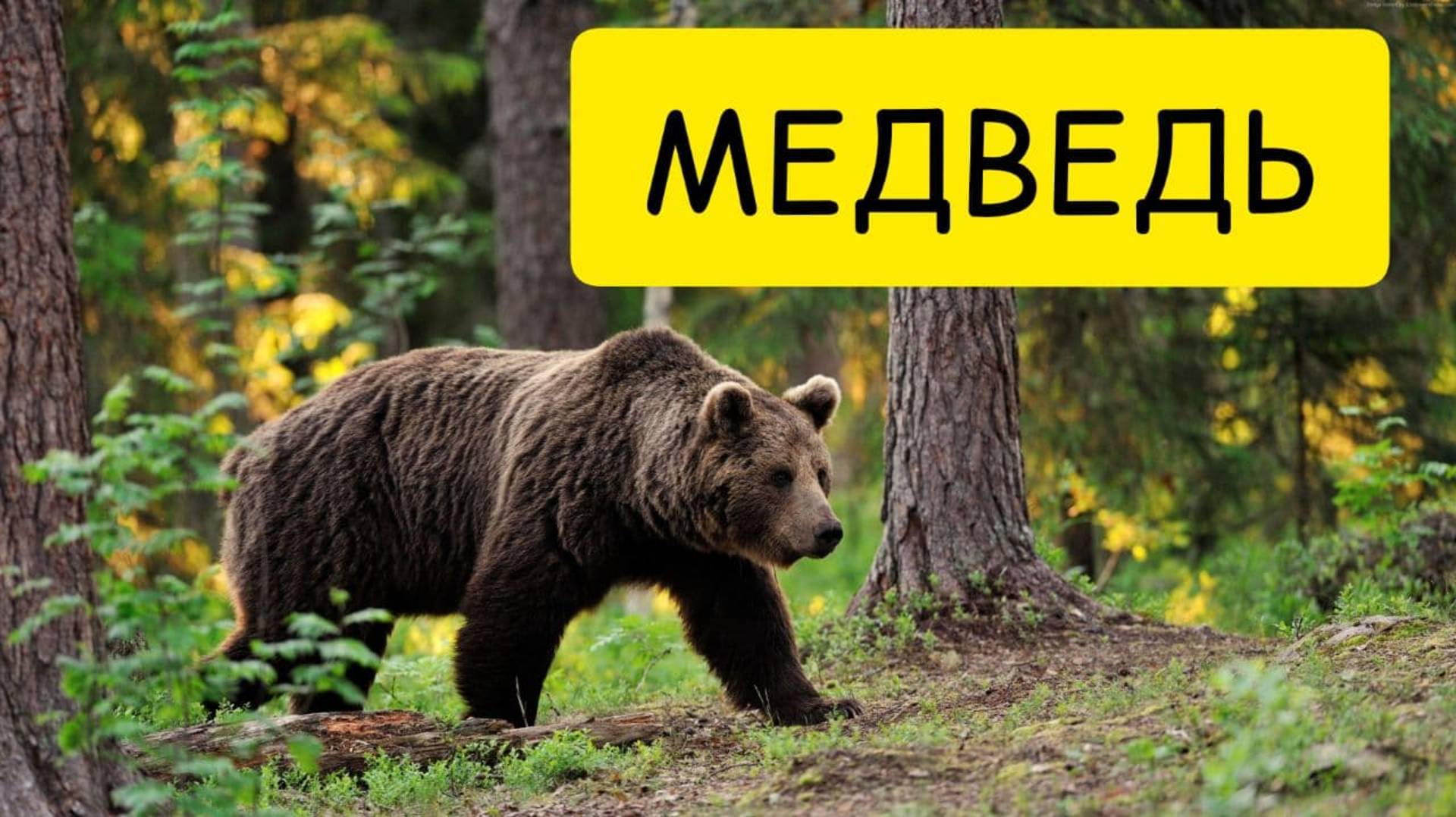 К чему снится МЕДВЕДЬ или видеть во сне МЕДВЕДЯ. ТОЛКОВАНИЕ СНА. Сонник смотреть онлайн