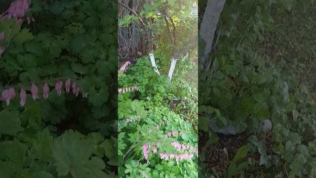 VID_20250525_195422.mp4