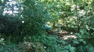 СНЮСОЕДЫ ВОКРУГ СВЕТА •2 ВОСТОЧНЫЙ СНЮСОЕД ЦАРЬ Запов