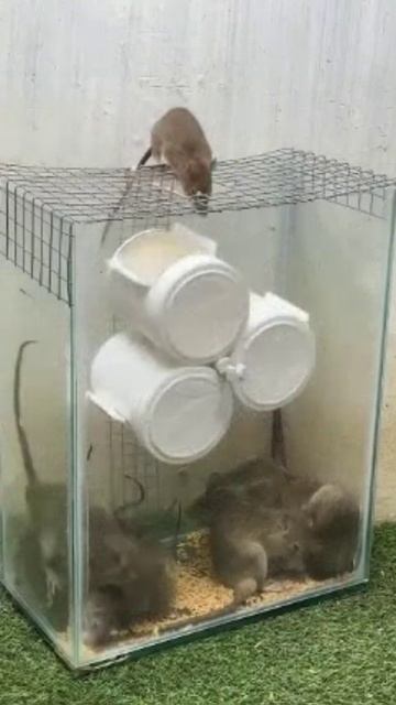 Прикольные мышеловки смотреть онлайн