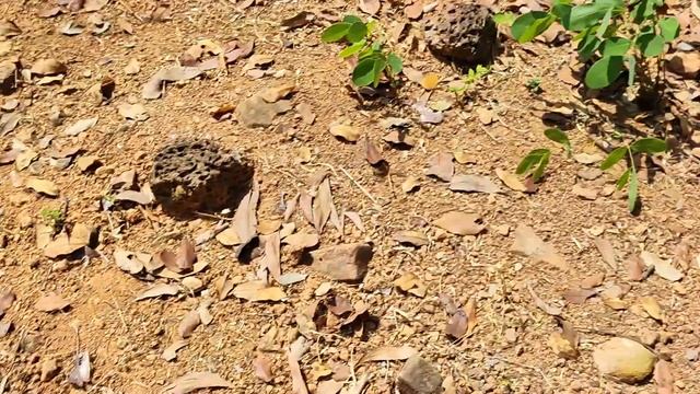 ДВА ТАИНСТВЕННЫХ ХРАМА У ПОДНОЖИЯ ГОРЫ ПНОМ БОК: TRAPEANG C