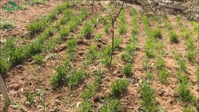 СОРНЯКИ. Опыт борьбы с сорняками - 7 дач