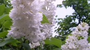 Перебирая документы в архивах памяти моей