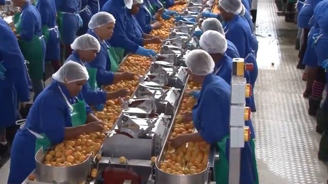 КУРАГА как делают курагу смотреть онлайн