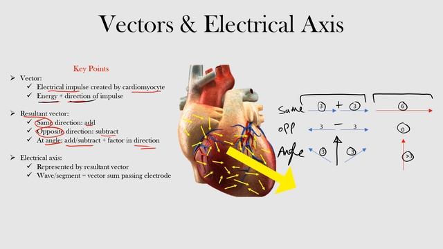 4.Vectors & Electrical Axis смотреть онлайн