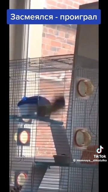 Гони конфеты