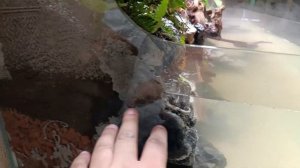 Открытый палюдариум с водопадом на 1350 литров.