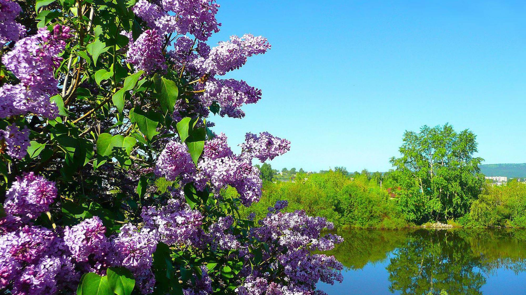 Сирень смотреть онлайн