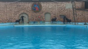 Запасаемся попкорном, присаживаемся. Смотрим представление в дельфинарии. Будет очень интересно.