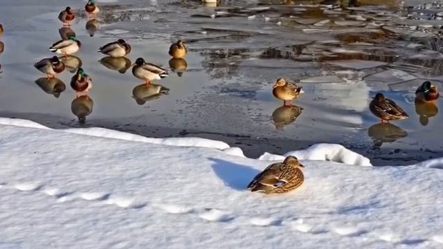 птицы смотреть онлайн