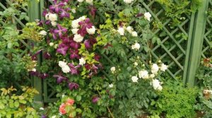 Rose Ilse Krohn Superior, восхитительная плетистая роза Ильзе Крон Супериор в моем саду