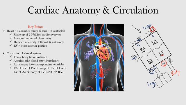 1.Cardiac Anatomy and Circulation смотреть онлайн