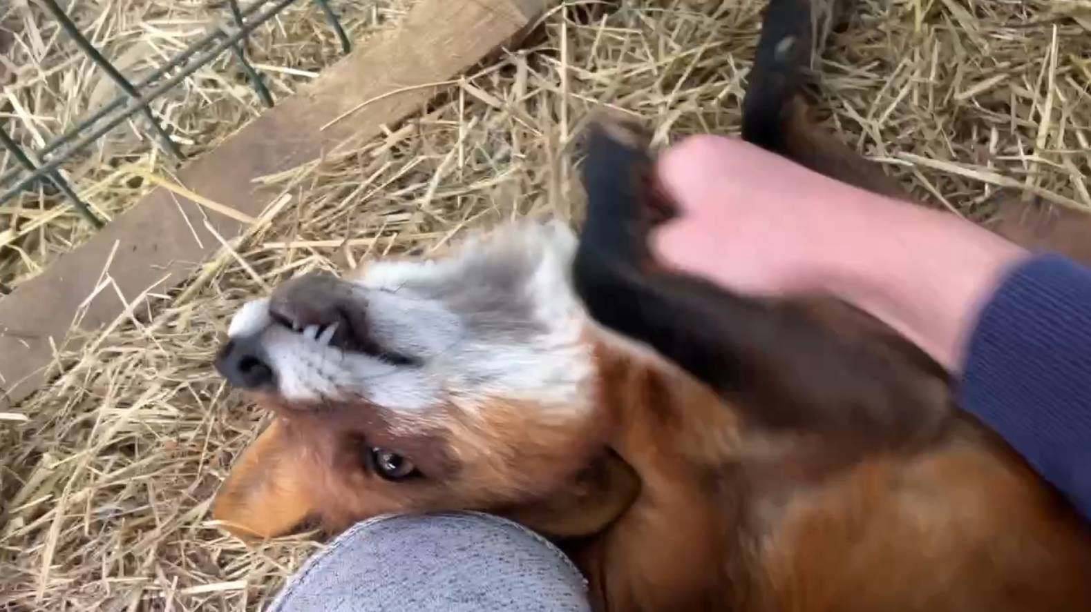 Лиса-Алиса. Лис Игнис обожает гладиться смотреть онлайн