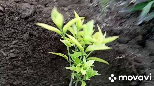 пересадка гортензии в специальный грунт..., 24 мая, дача. смотреть онлайн