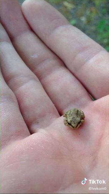 Жабка дня смотреть онлайн