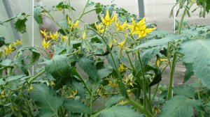 ПЕРВАЯ ПОДКОРМКА ТОМАТОВ. Самая важная подкормка томатов после высадки в грунт