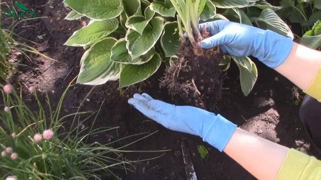 Хоста: посадка, уход, размножение - 7dach