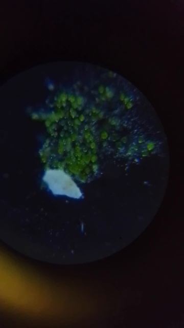 микро водоросли