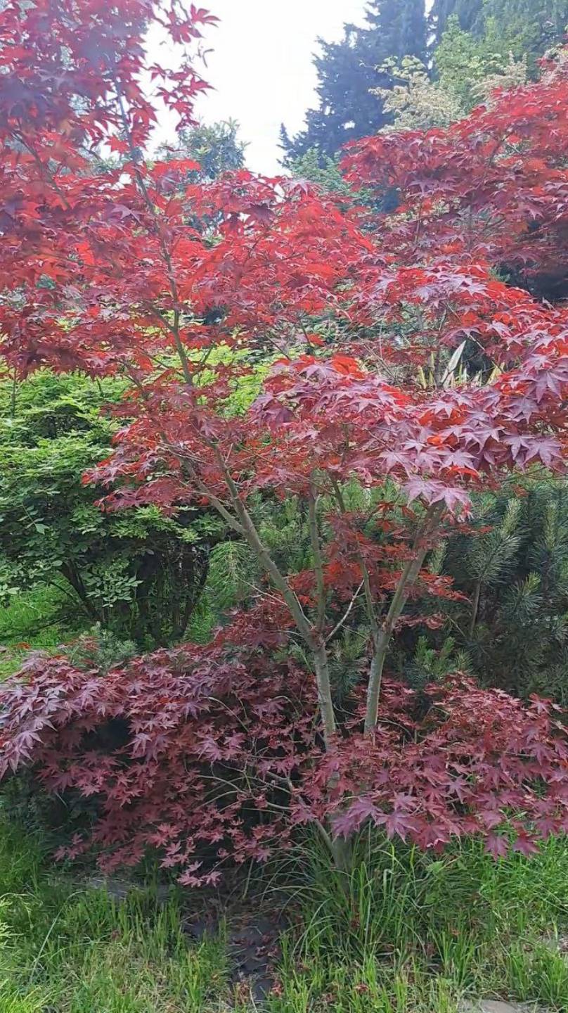 Японский уголок в мае смотреть онлайн