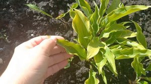 Как просыпаются хосты на Урале. Открыла каналы на Rutube и Телеграм.